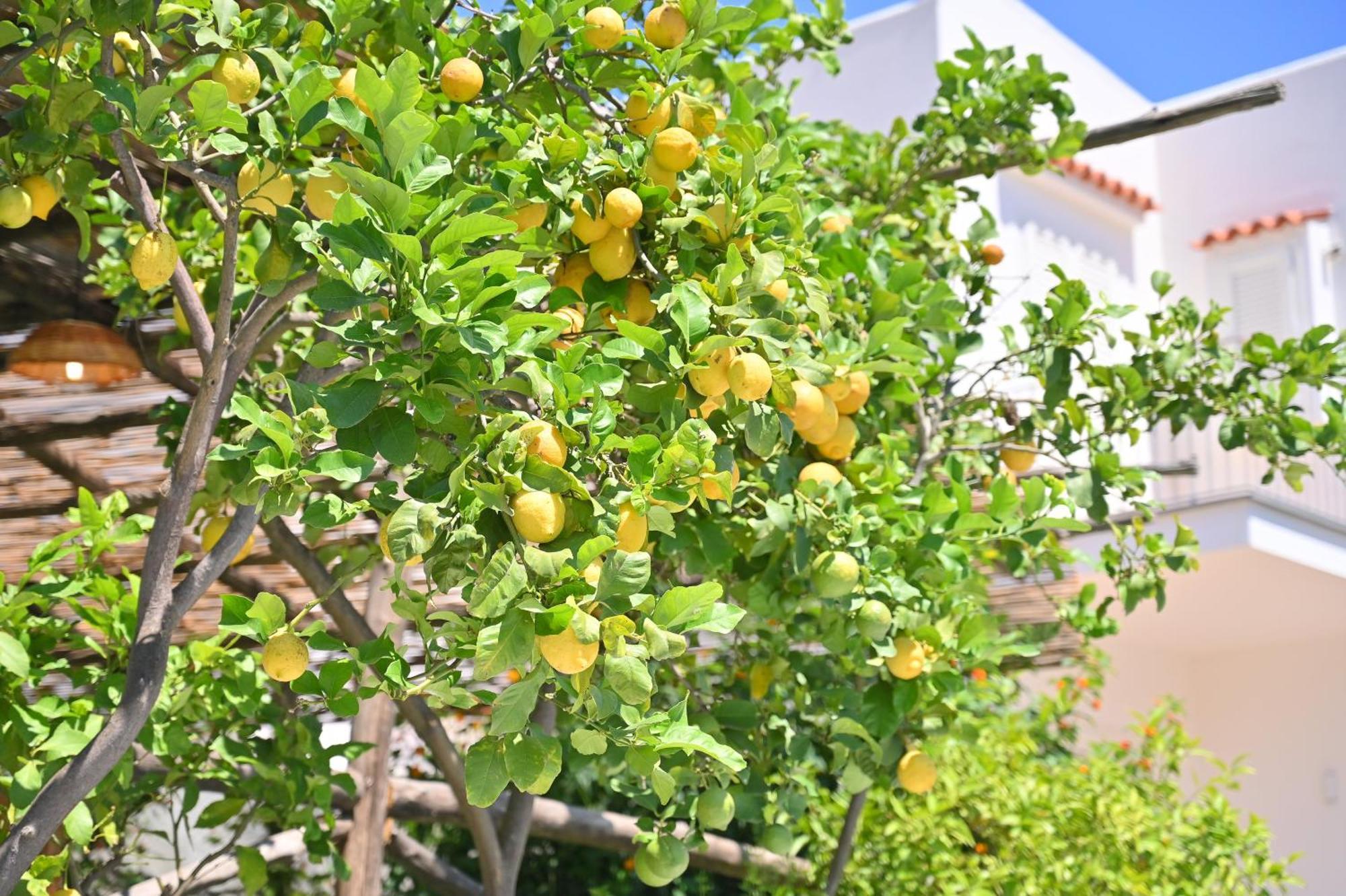 La Rosa - Luxury B&B Ischia Zewnętrze zdjęcie